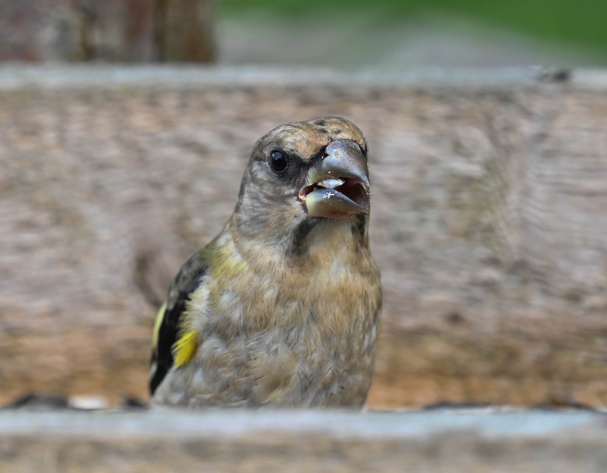 Evening Grosbeak - ML640471782