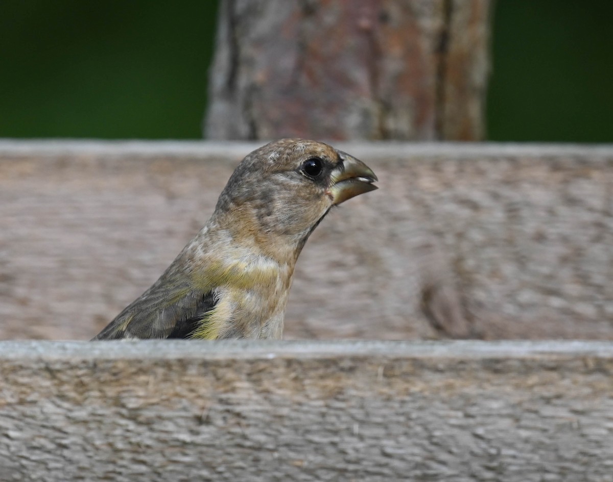 Evening Grosbeak - ML640471783