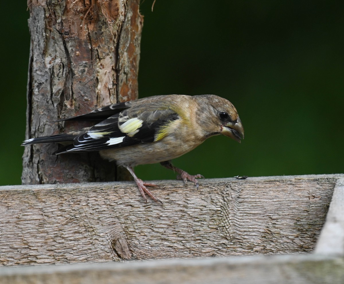 Evening Grosbeak - ML640471787