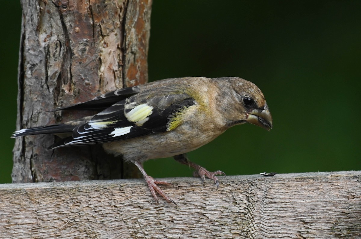 Evening Grosbeak - ML640471788