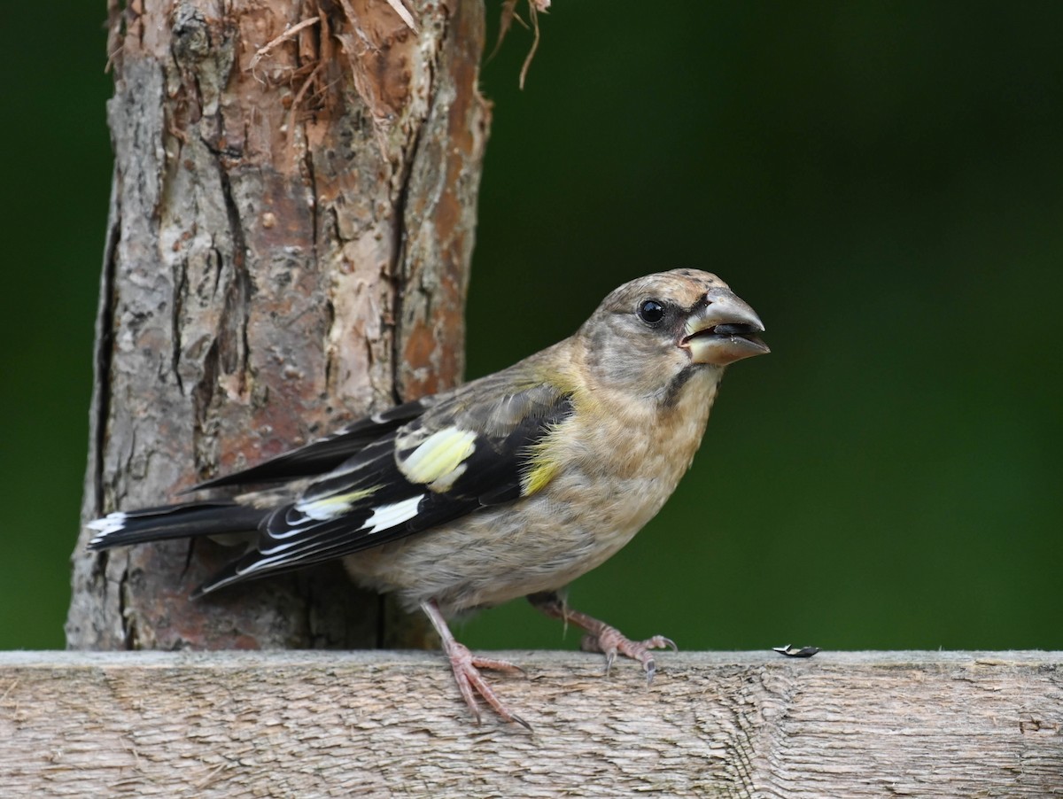 Evening Grosbeak - ML640471789