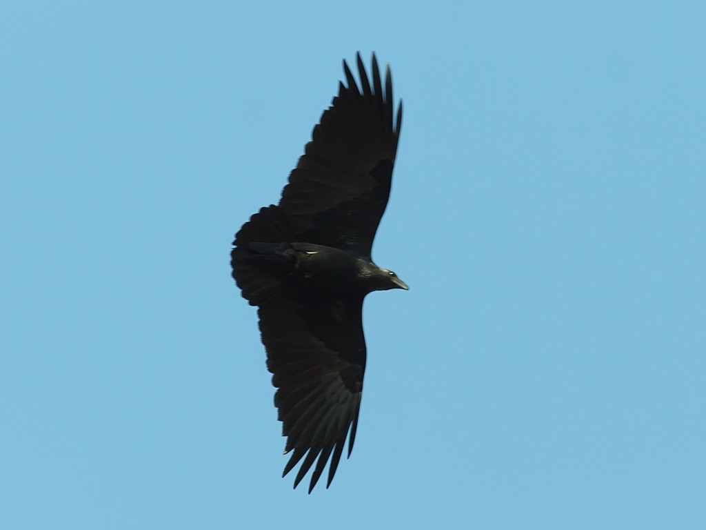 Fan-tailed Raven - ML640471830