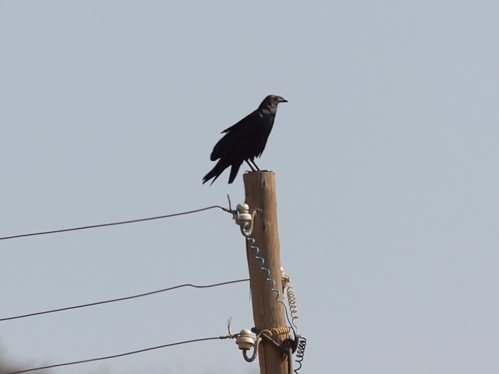 Fan-tailed Raven - ML640471831