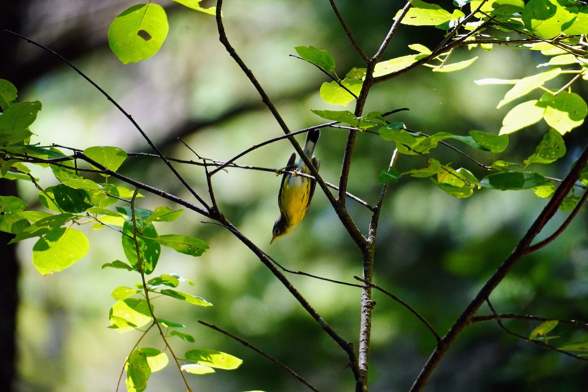 Magnolia Warbler - ML640471840