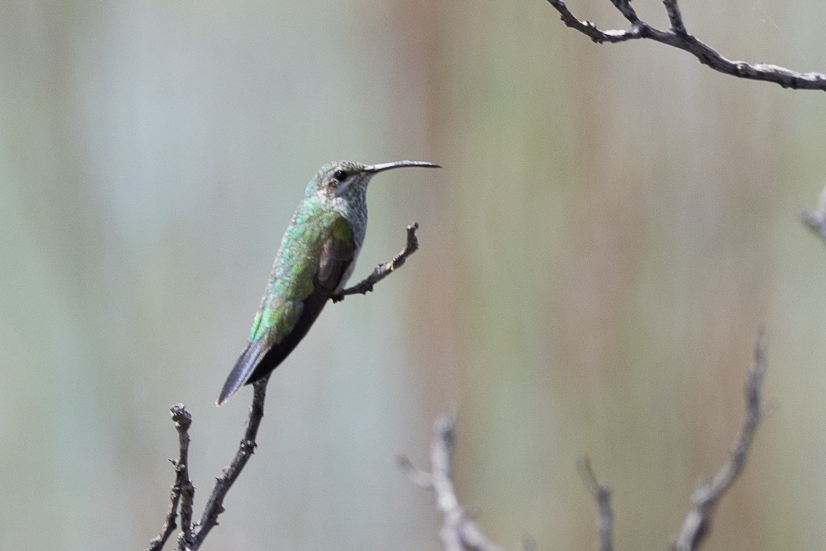 White-tailed Goldenthroat - ML640471867