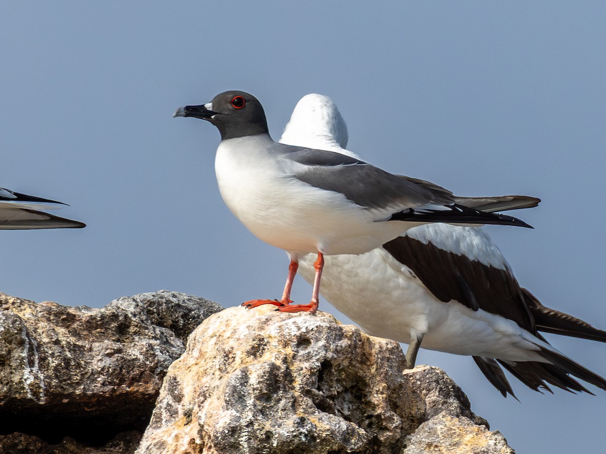 Swallow-tailed Gull - ML640471958
