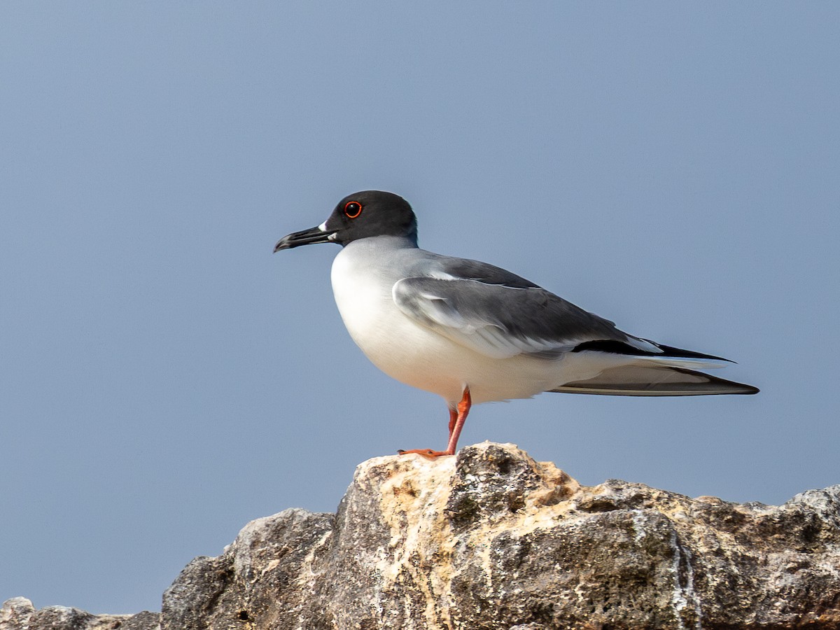Swallow-tailed Gull - ML640471959