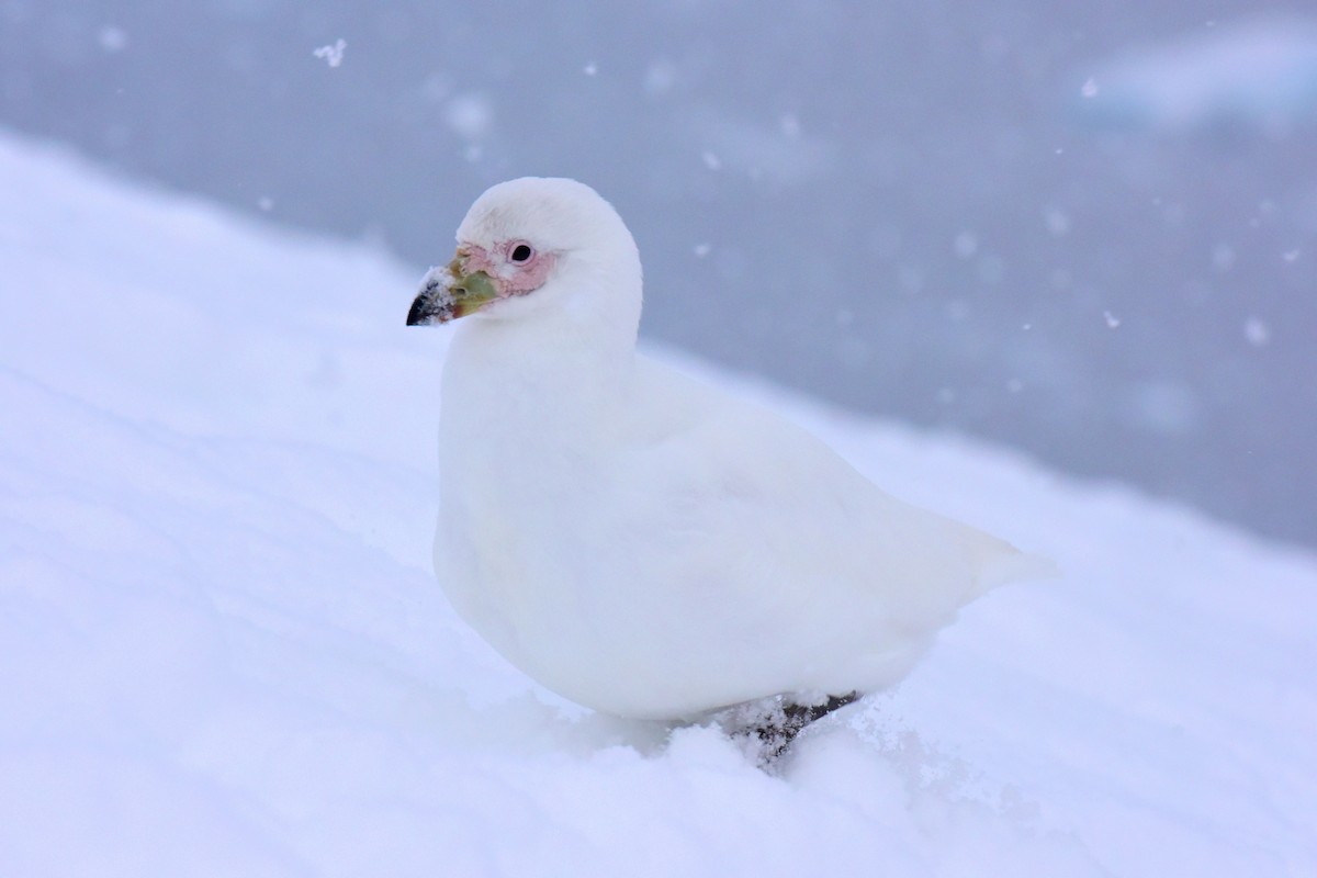 Snowy Sheathbill - ML640471960