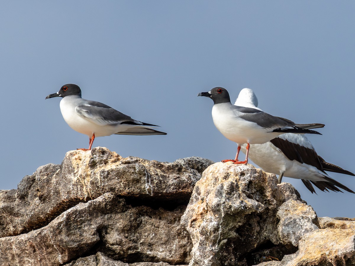 Swallow-tailed Gull - ML640471961