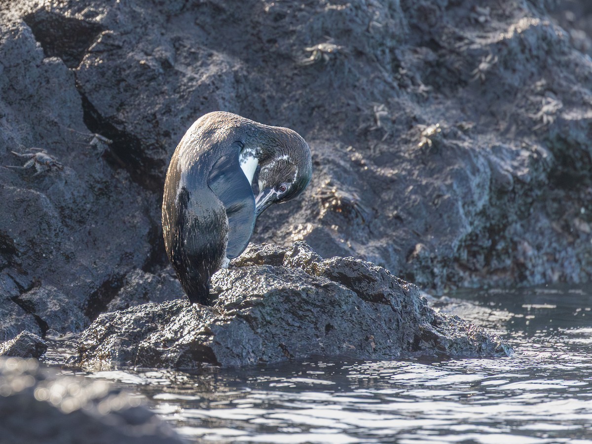 Pingüino de Galápagos - ML640472032