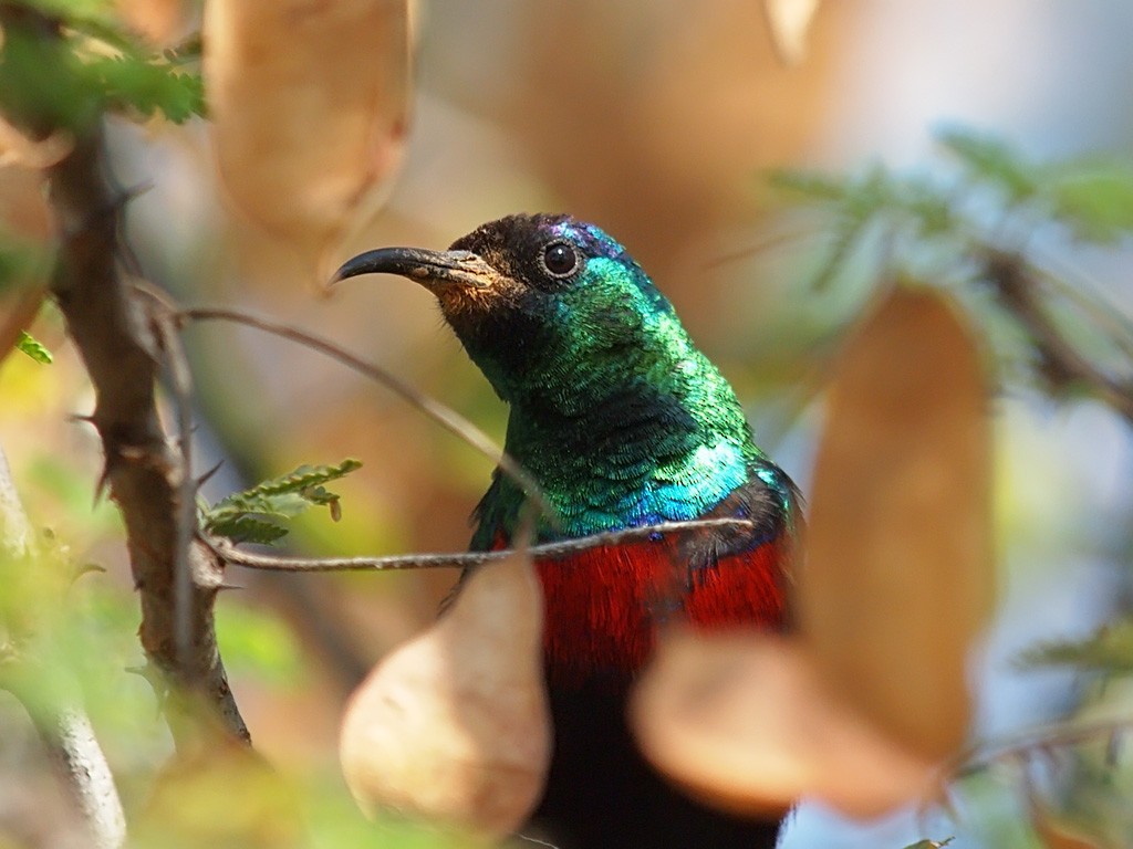 Abyssinian Sunbird - ML640472033