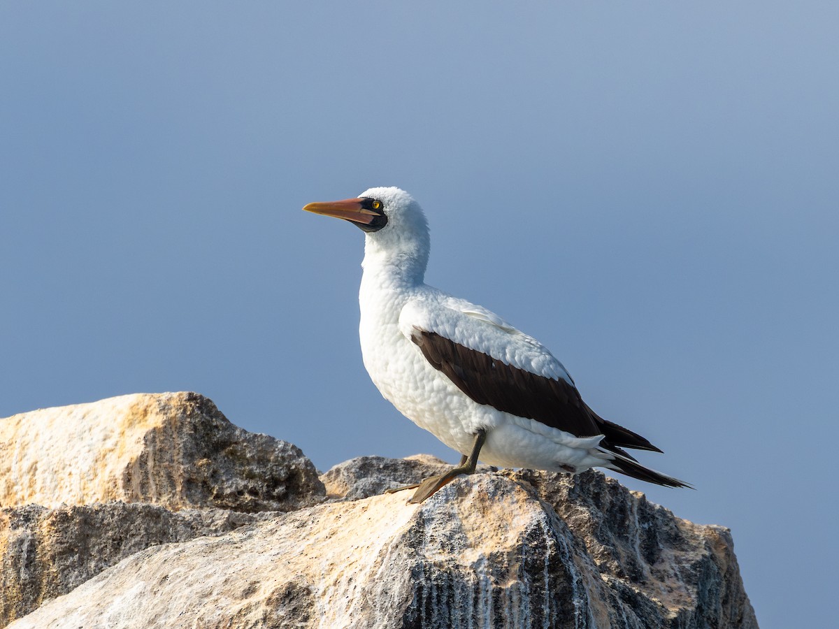 Nazca Booby - ML640472056