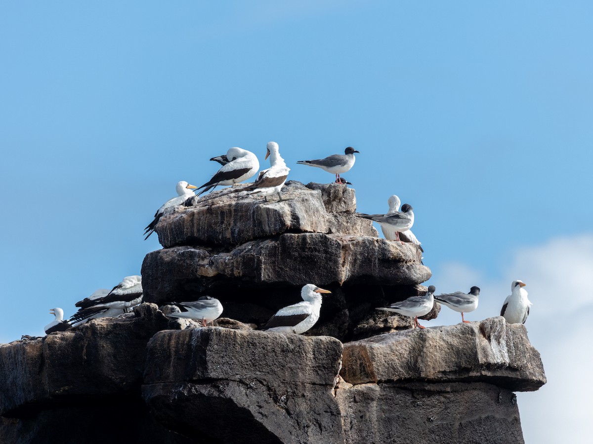 Nazca Booby - ML640472057