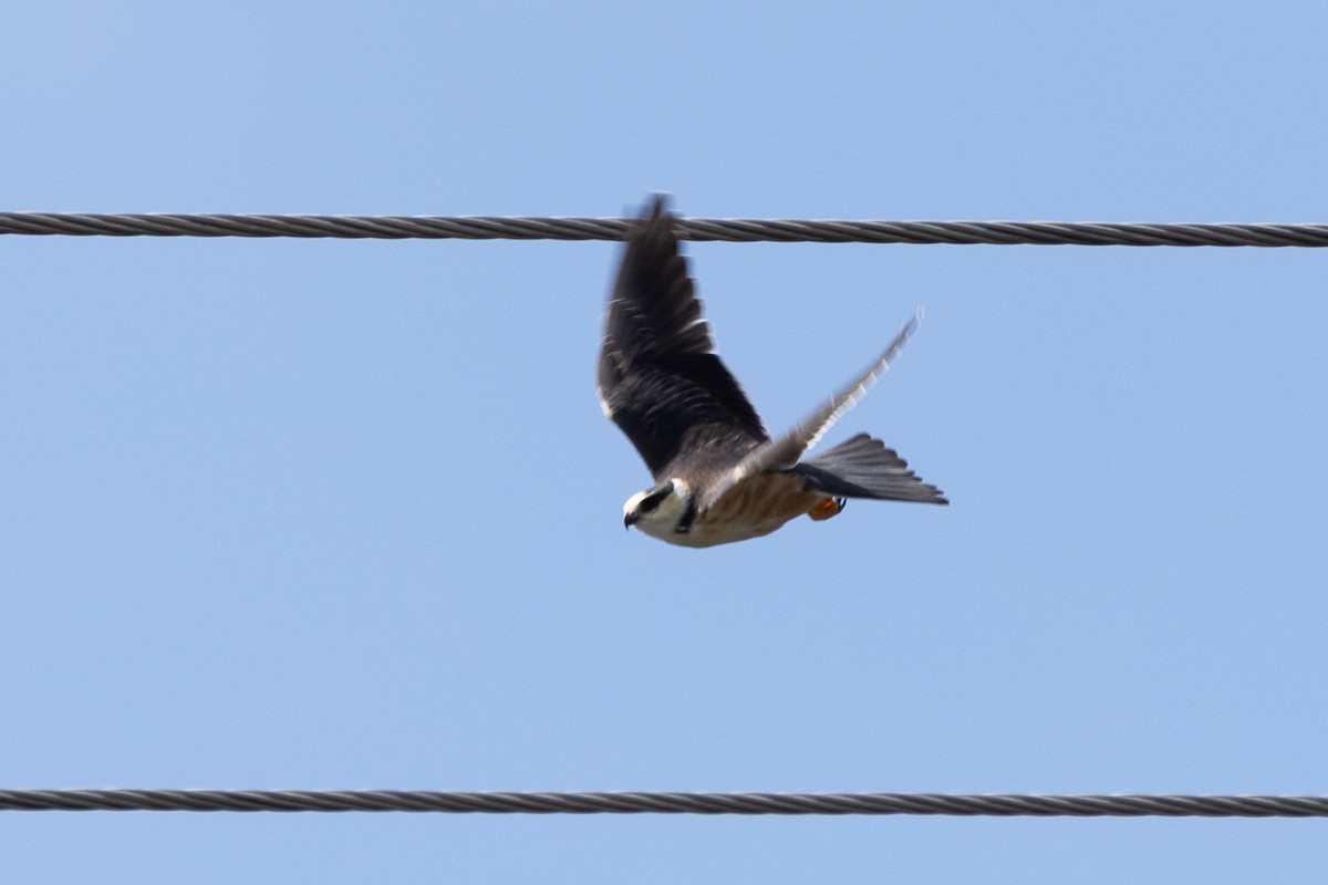 Pearl Kite - ML640472082