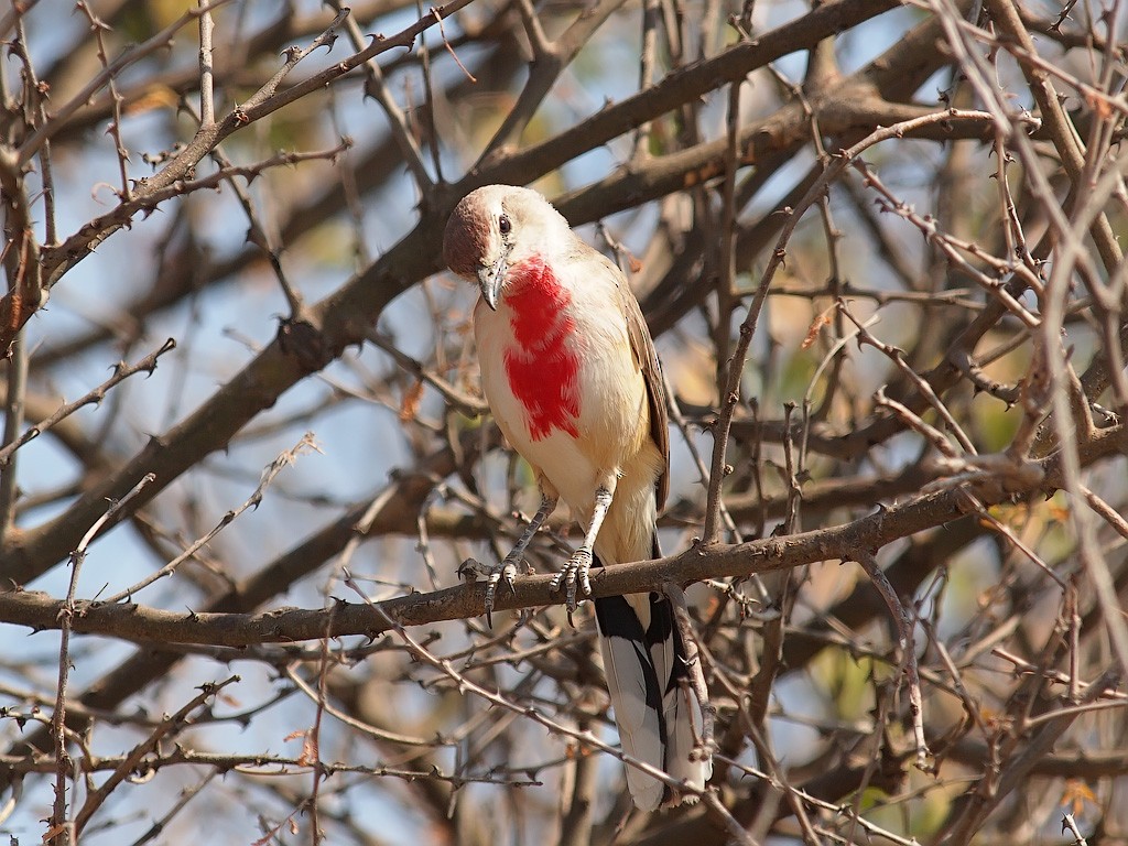 Rosy-patched Bushshrike - ML640472123