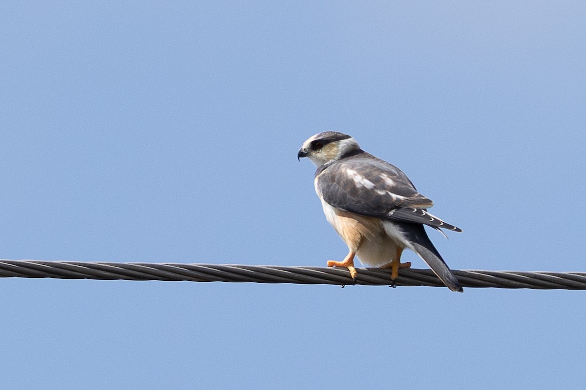 Pearl Kite - ML640472141