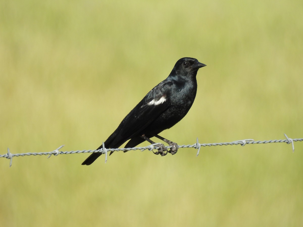 Tricolored Blackbird - ML640472143