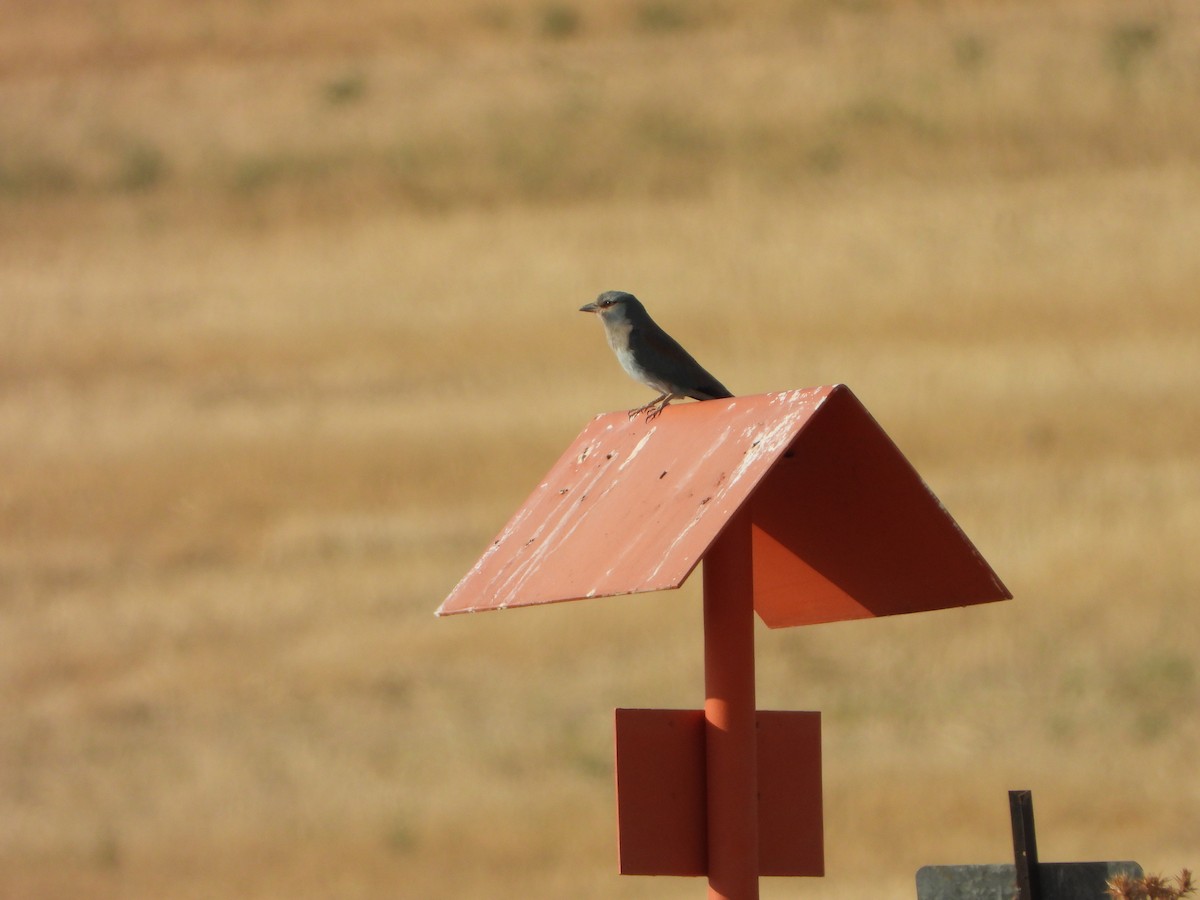 European Roller - ML640472163