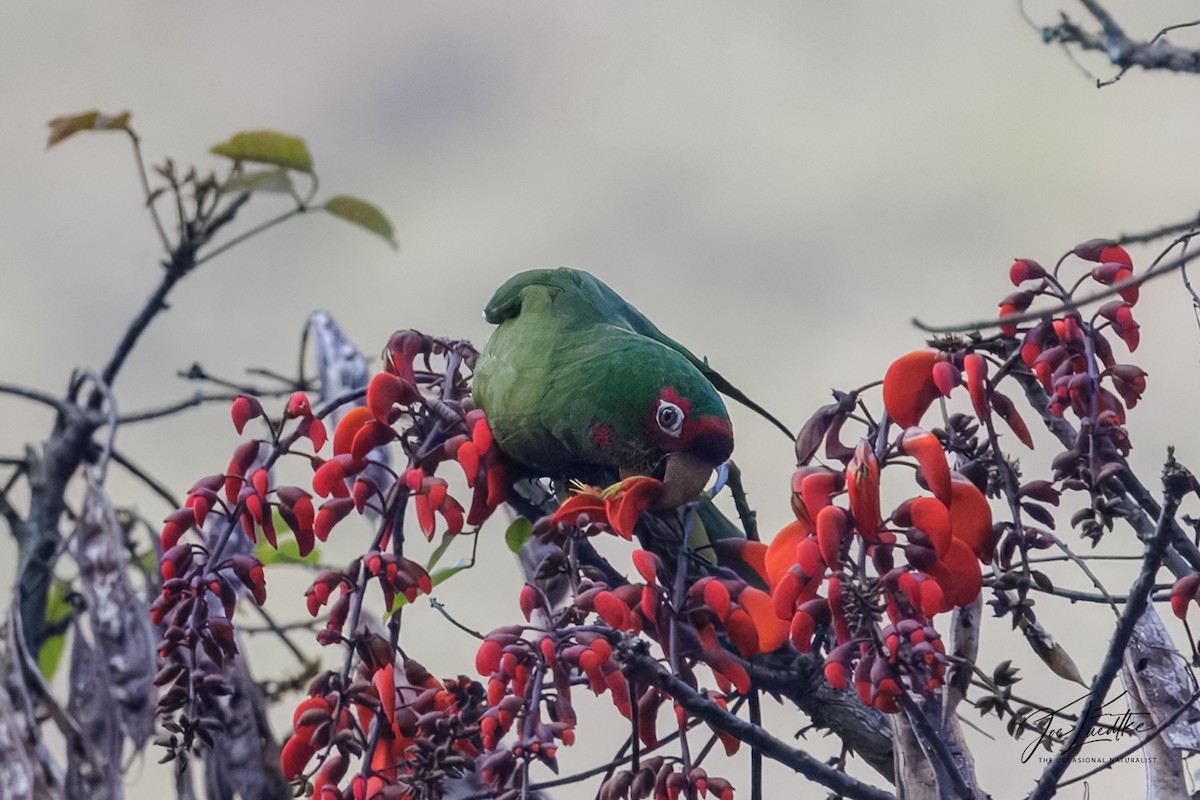 Mitred Parakeet - ML640472178