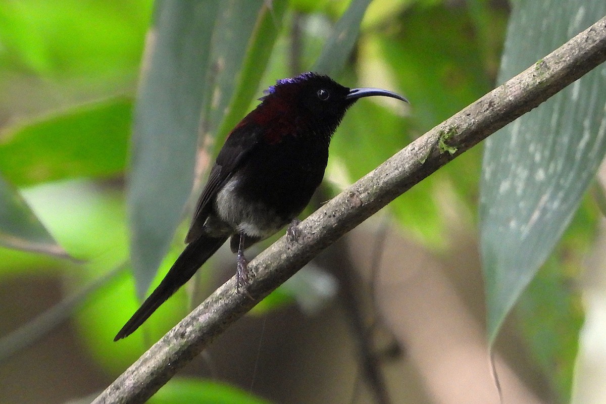 Black-throated Sunbird - ML640472179