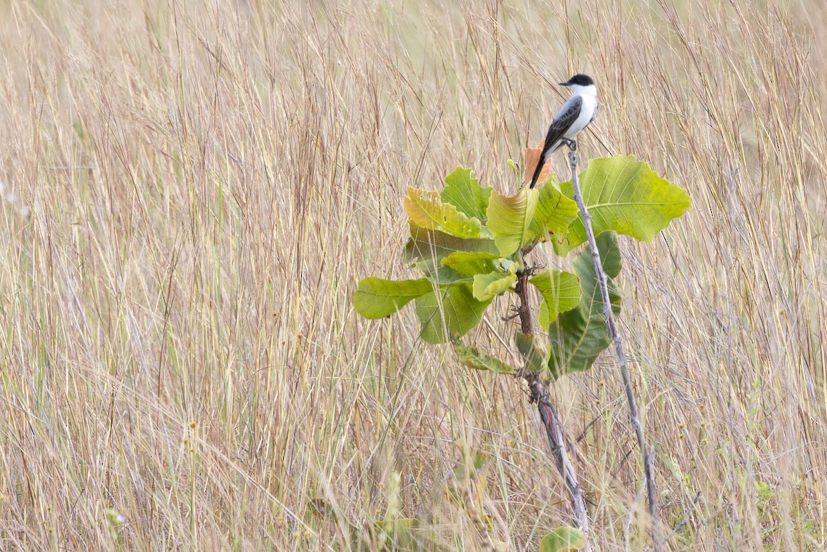 Fork-tailed Flycatcher - ML640472206