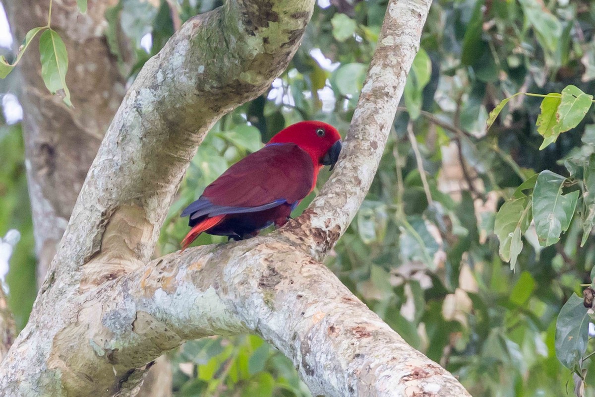 Papuan Eclectus - ML640472255