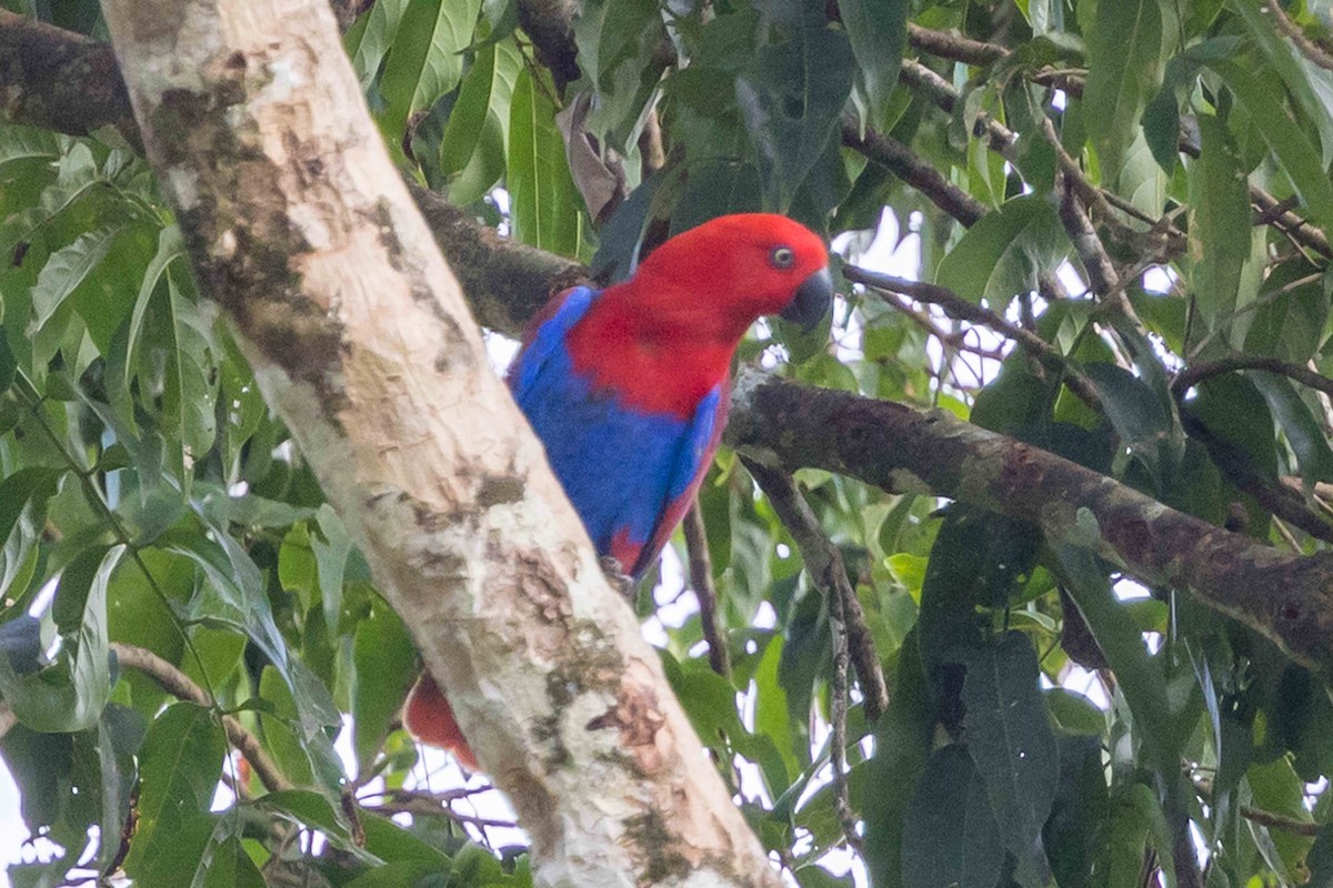 Papuan Eclectus - ML640472263