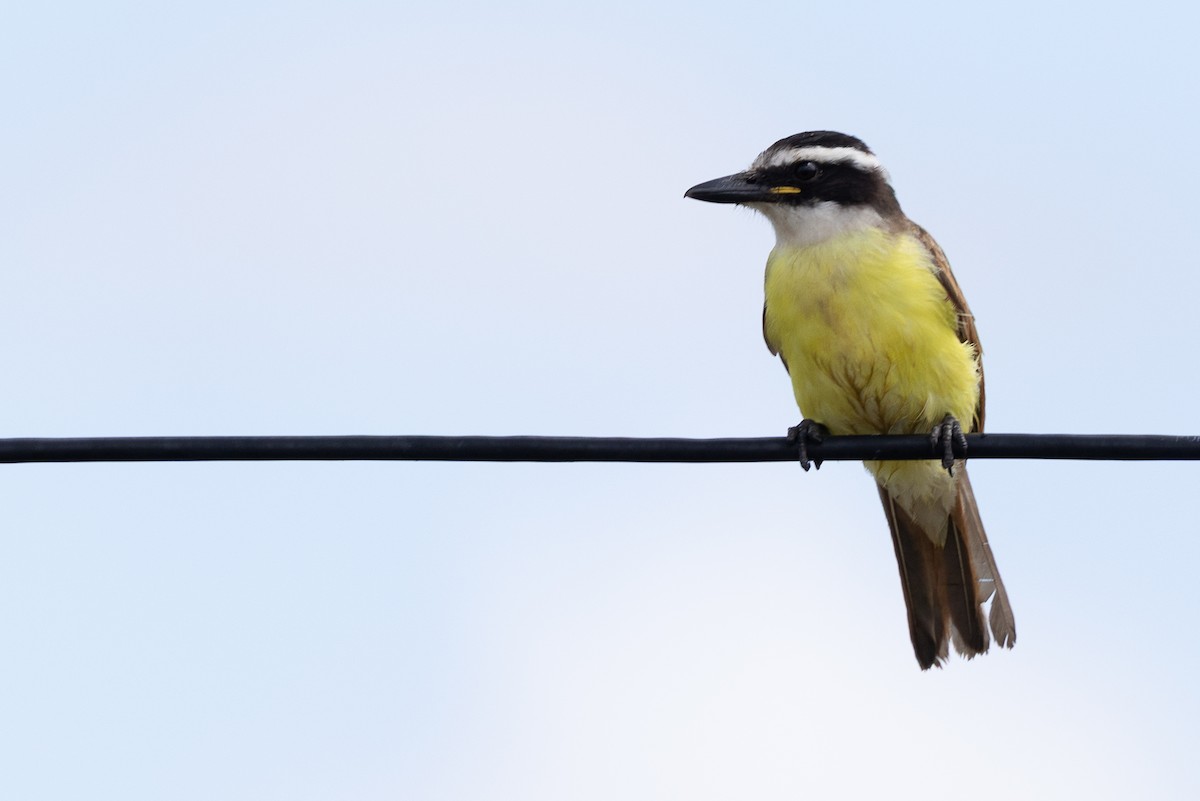 Great Kiskadee - ML640472267