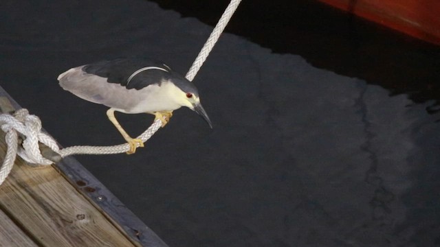 Ногоовор зашин - ML640472280