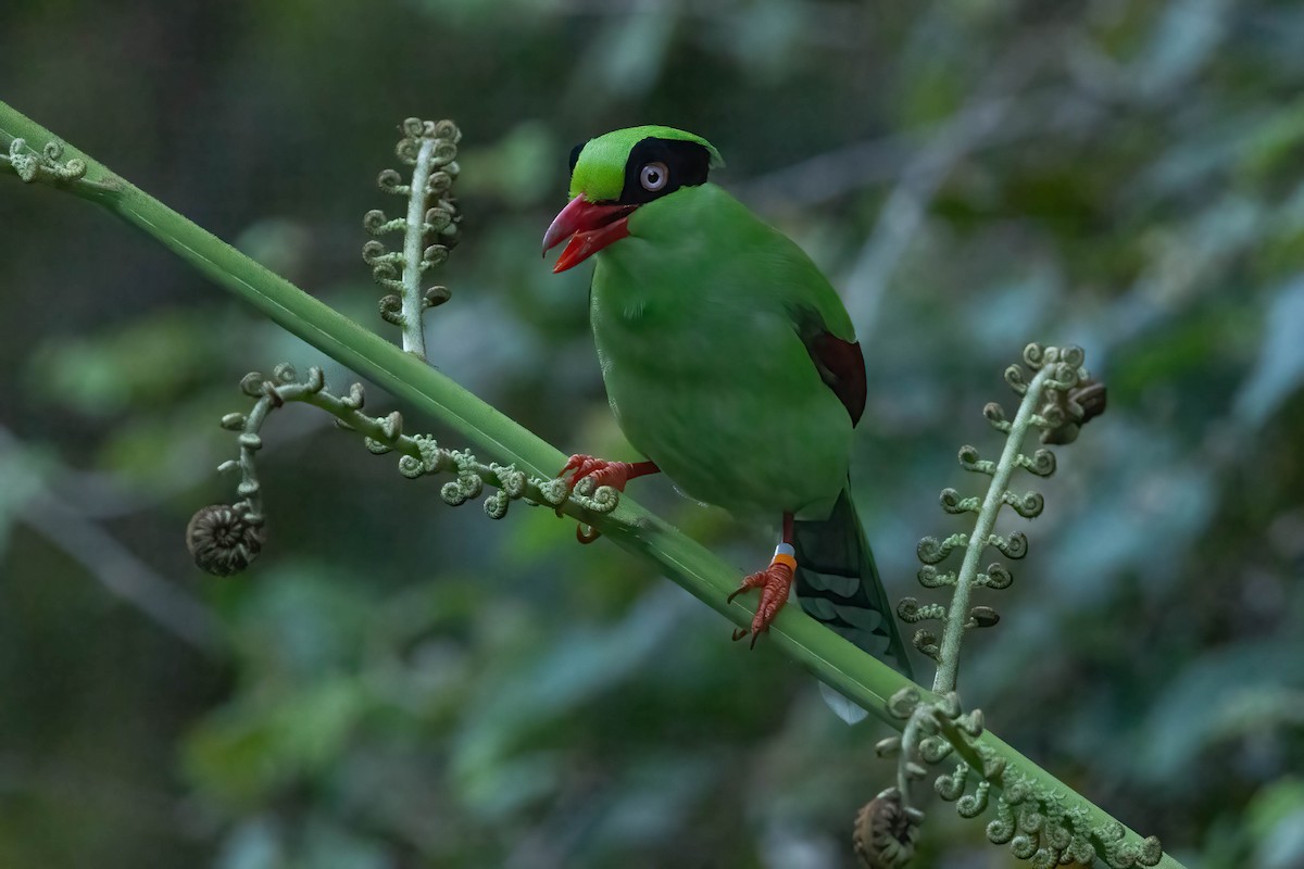 Bornean Green-Magpie - ML640472283