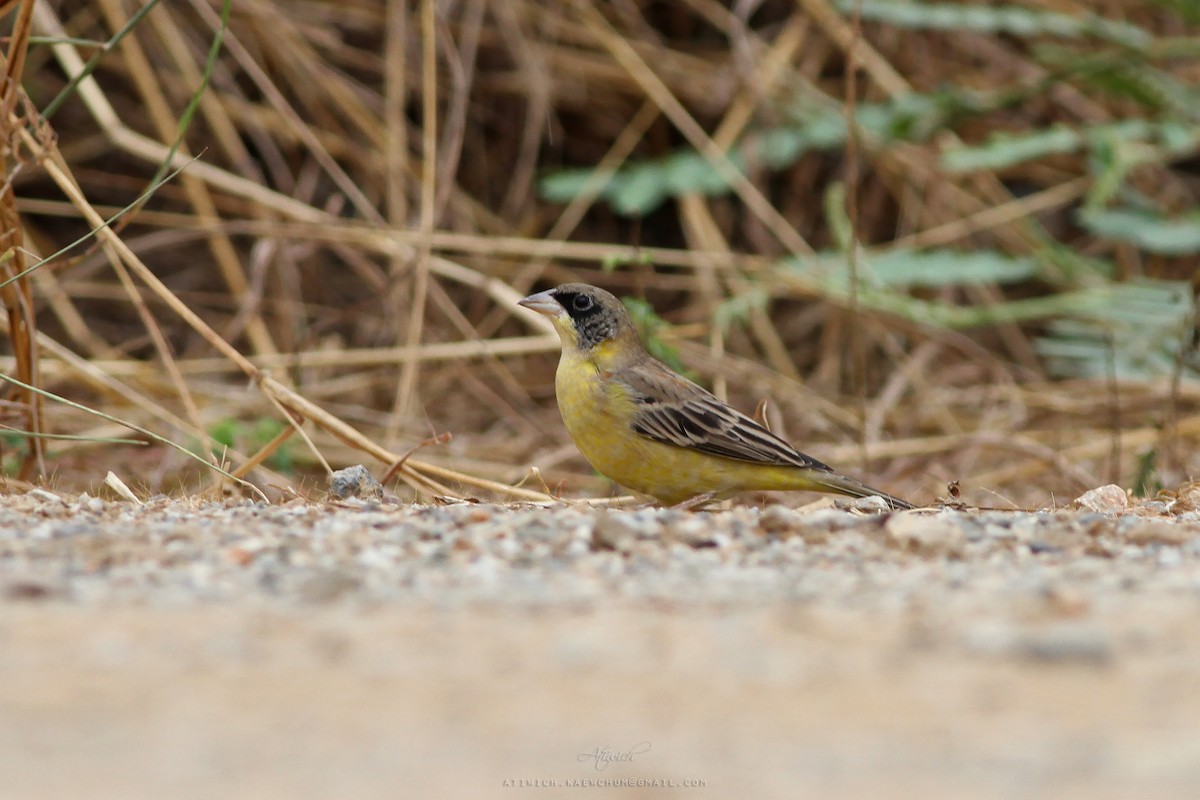 Black-headed Bunting - ML640472286
