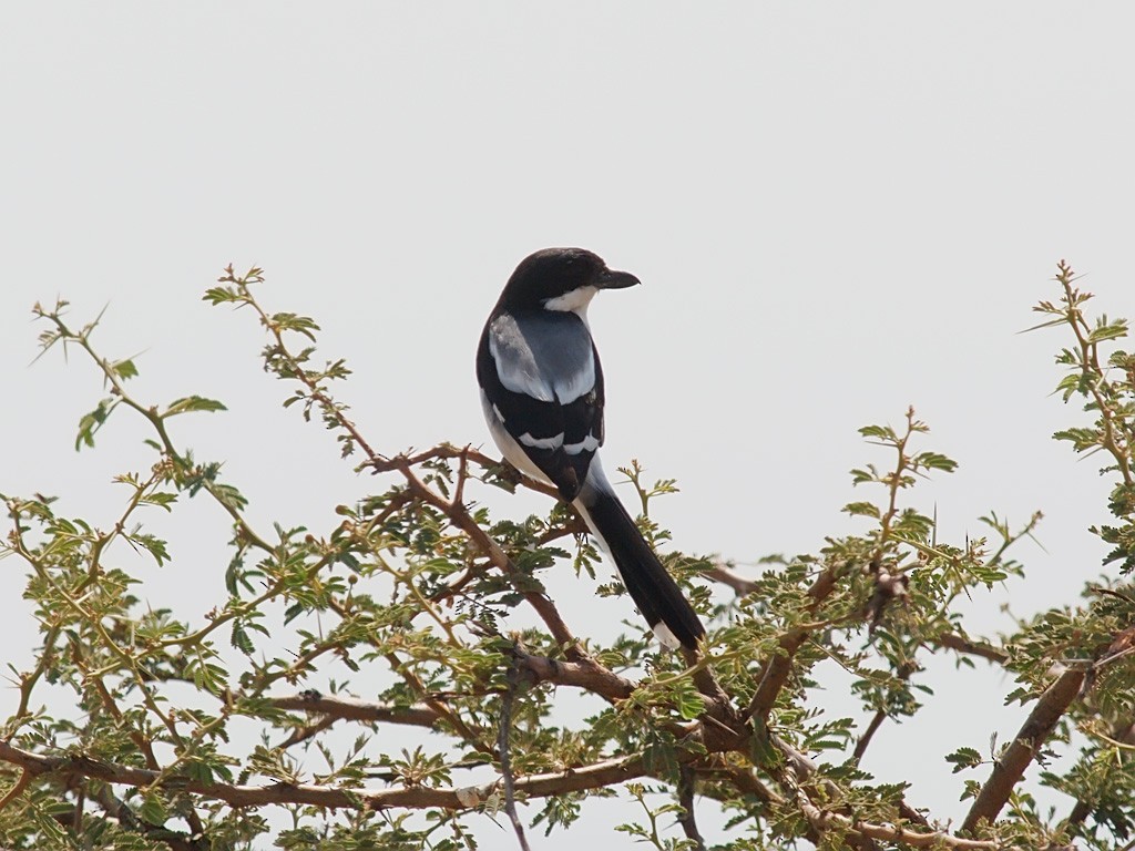 Somali Fiscal - ML640472300