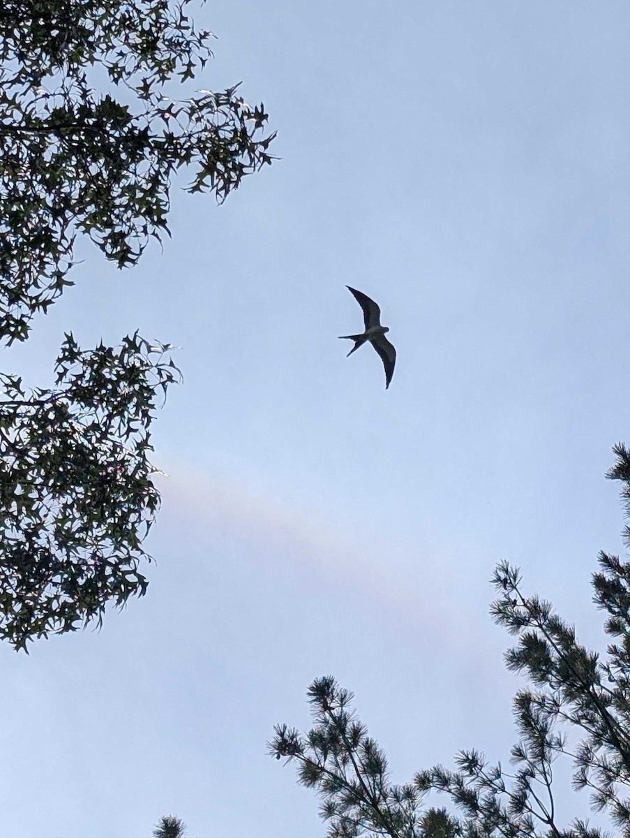 luňák vlaštovčí - ML640472358