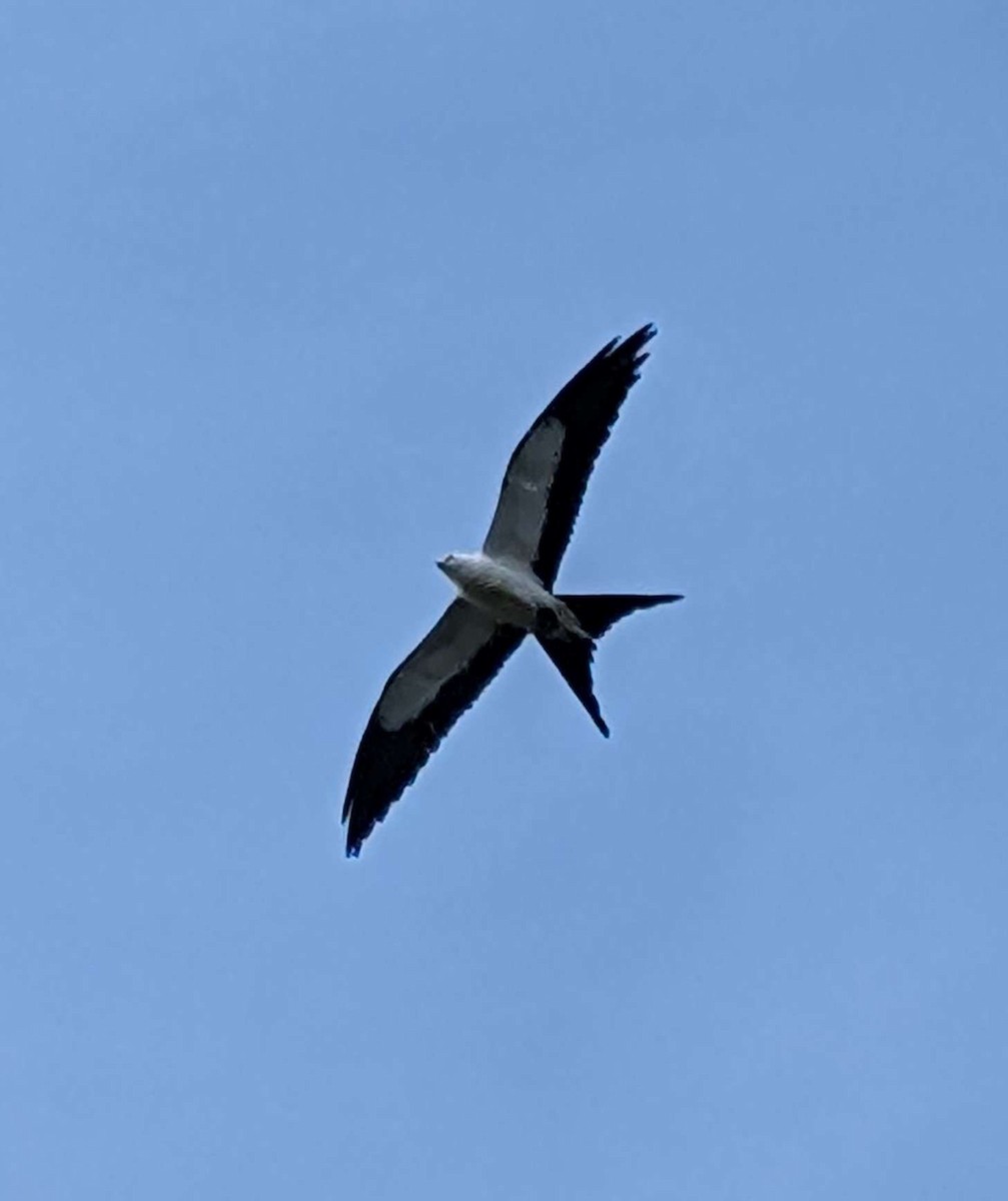 luňák vlaštovčí - ML640472359