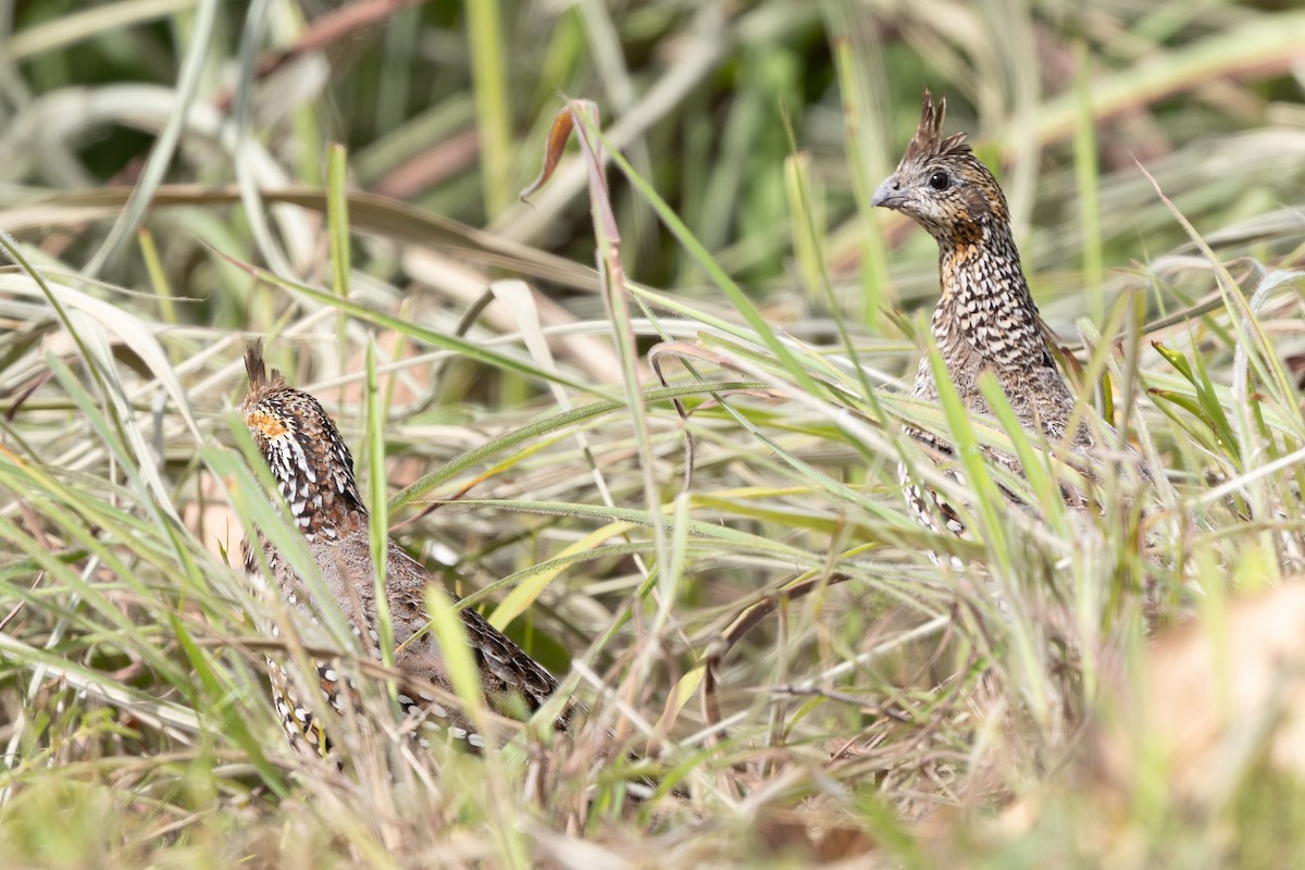 Crested Bobwhite - ML640472360