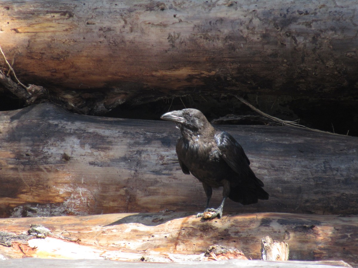 Common Raven - ML640472398