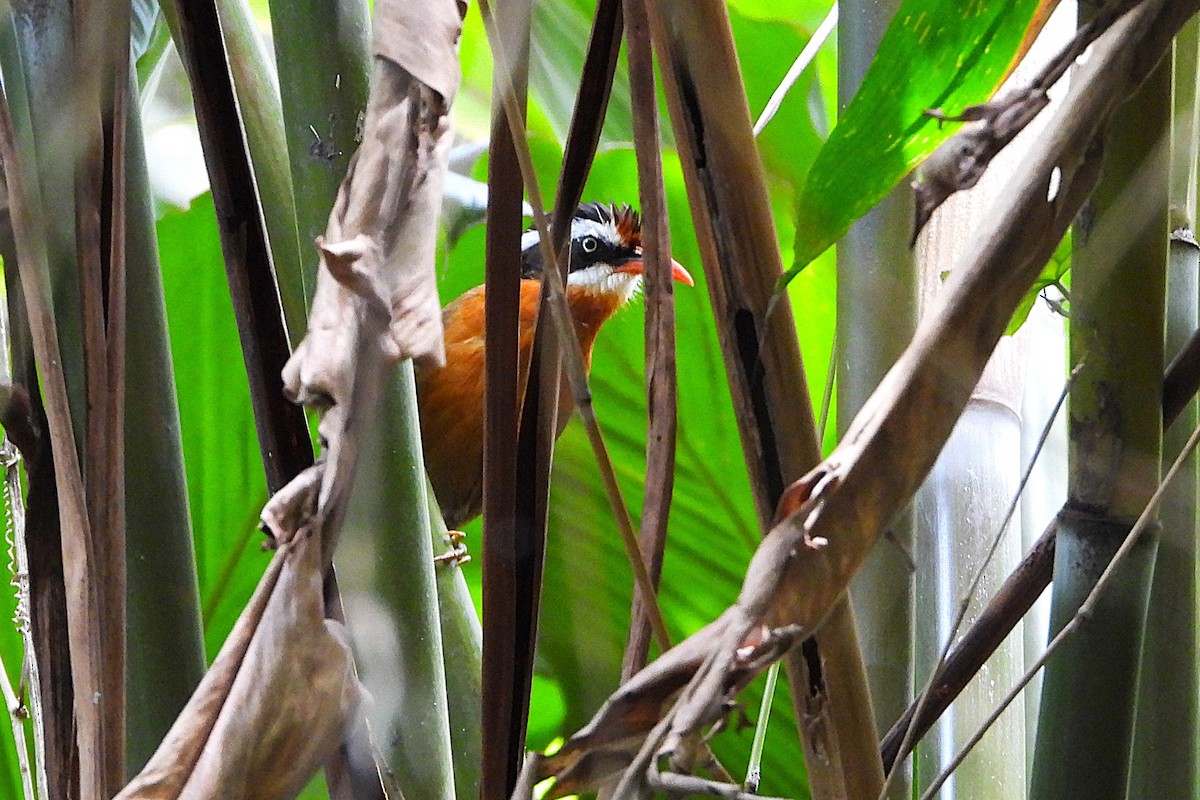 Black-crowned Scimitar-Babbler - ML640472409