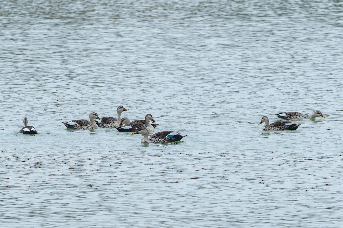 Indian Spot-billed Duck - ML640472424