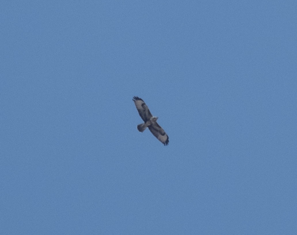 Mäusebussard (vulpinus/menetriesi) - ML640472443