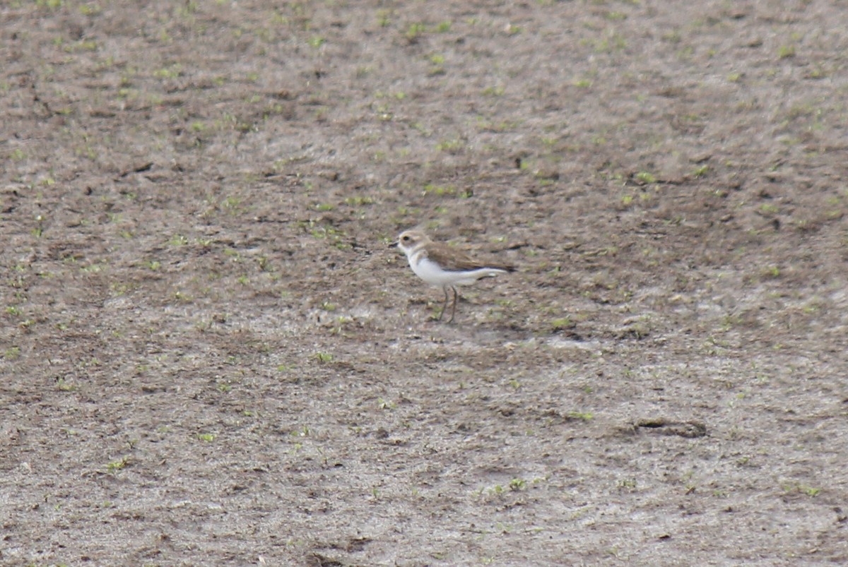 Double-banded Plover - ML64047251