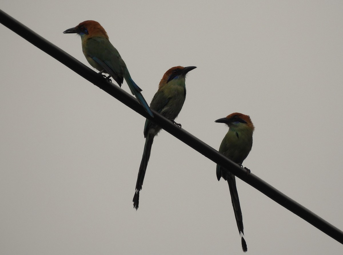 Russet-crowned Motmot - ML640472539