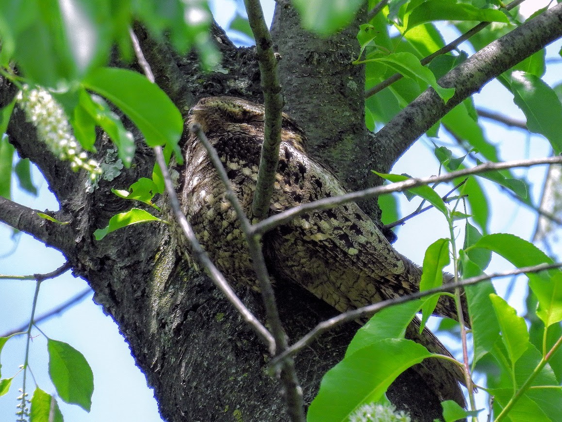 Chuck-will's-widow - ML640472541