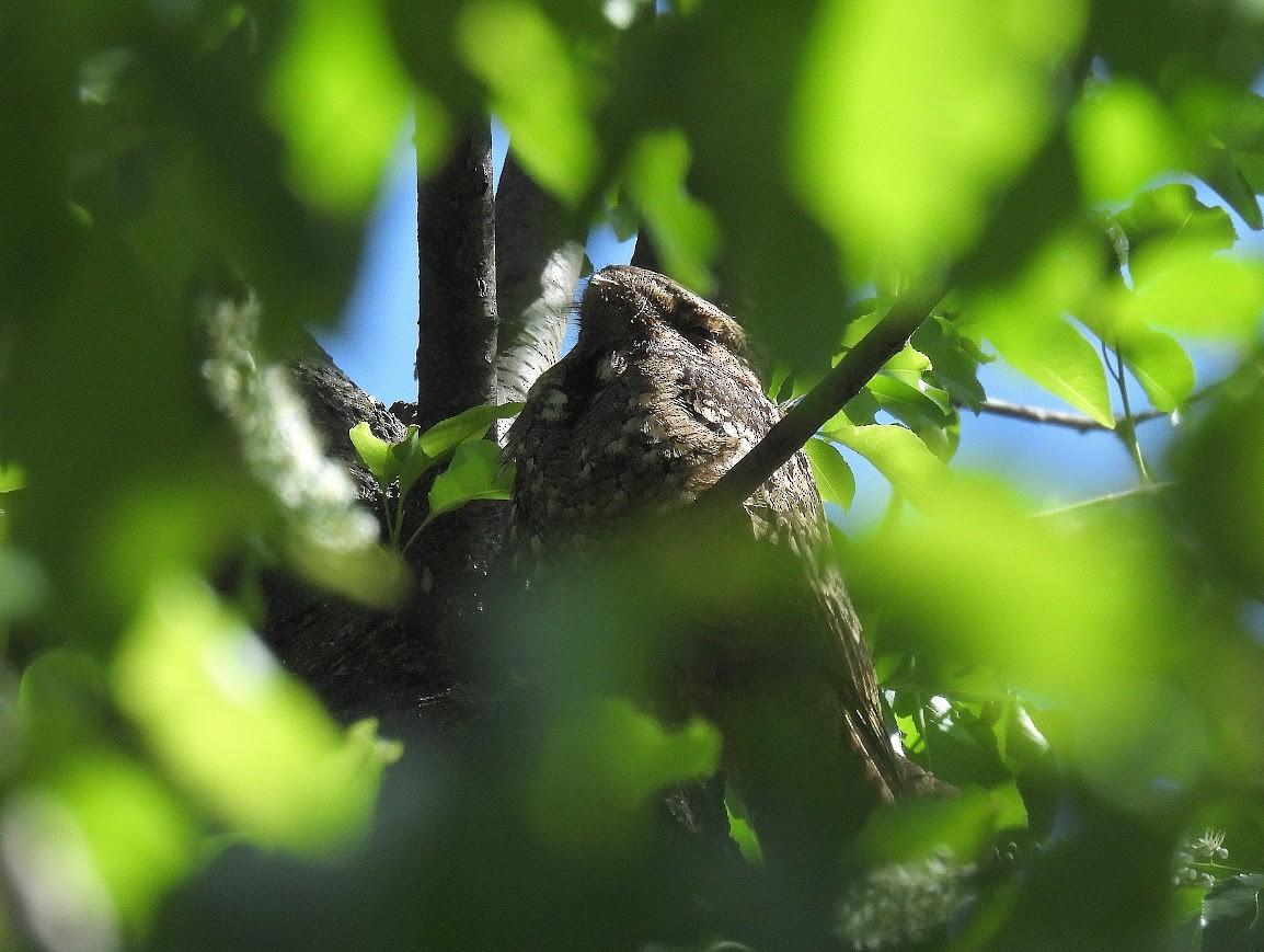 Chuck-will's-widow - ML640472556