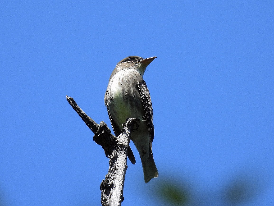 Olive-sided Flycatcher - ML640472562