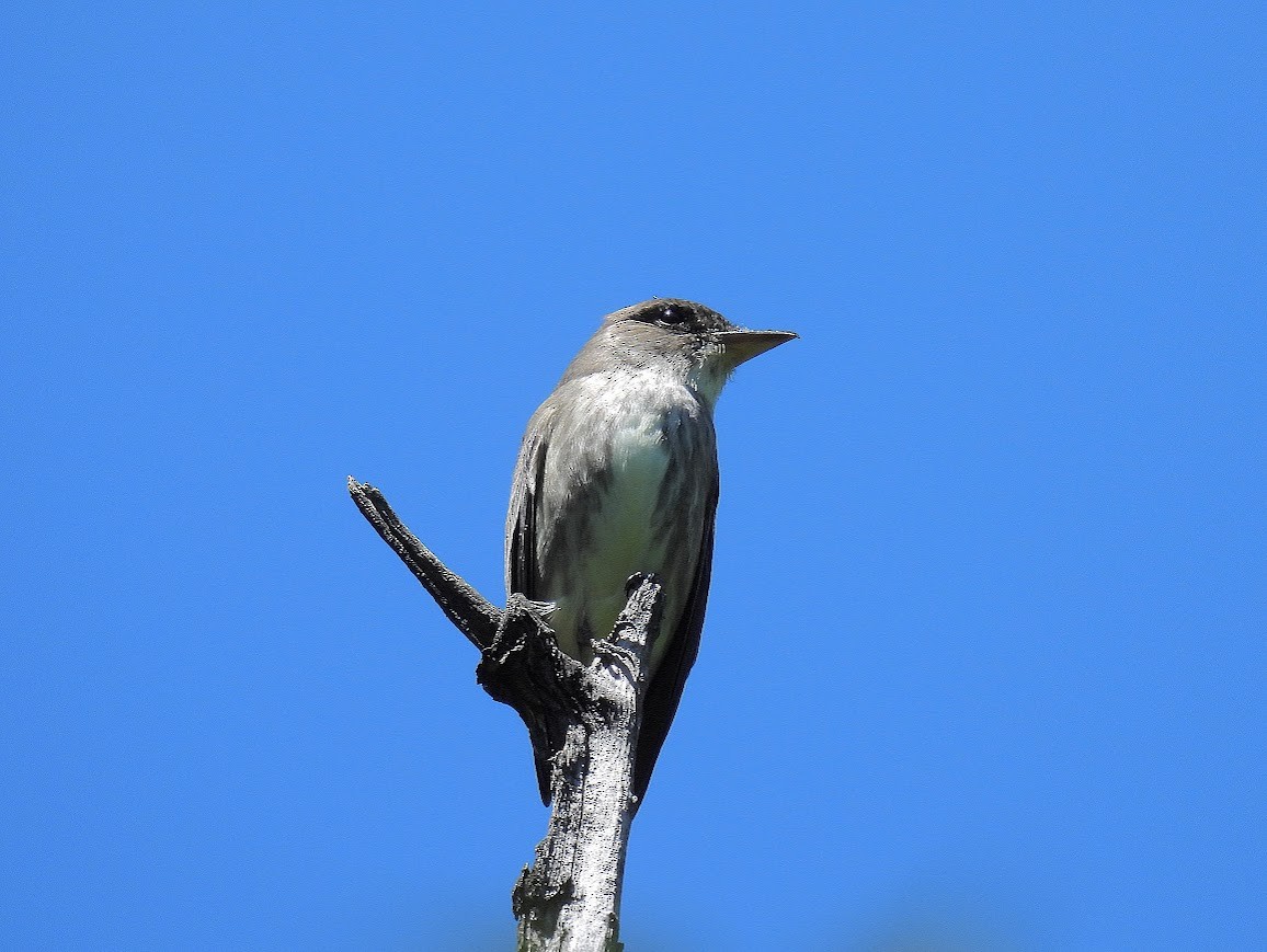 Olive-sided Flycatcher - ML640472565