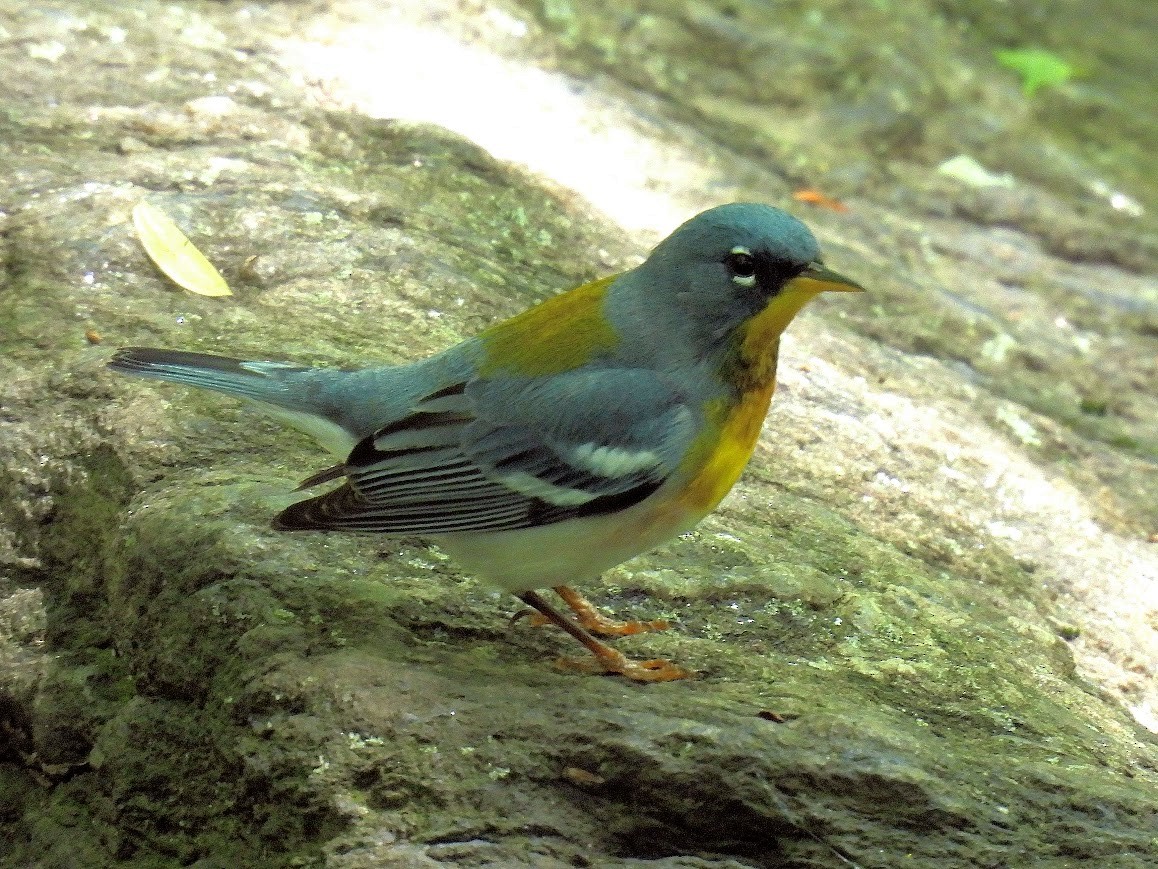 Northern Parula - ML640472575