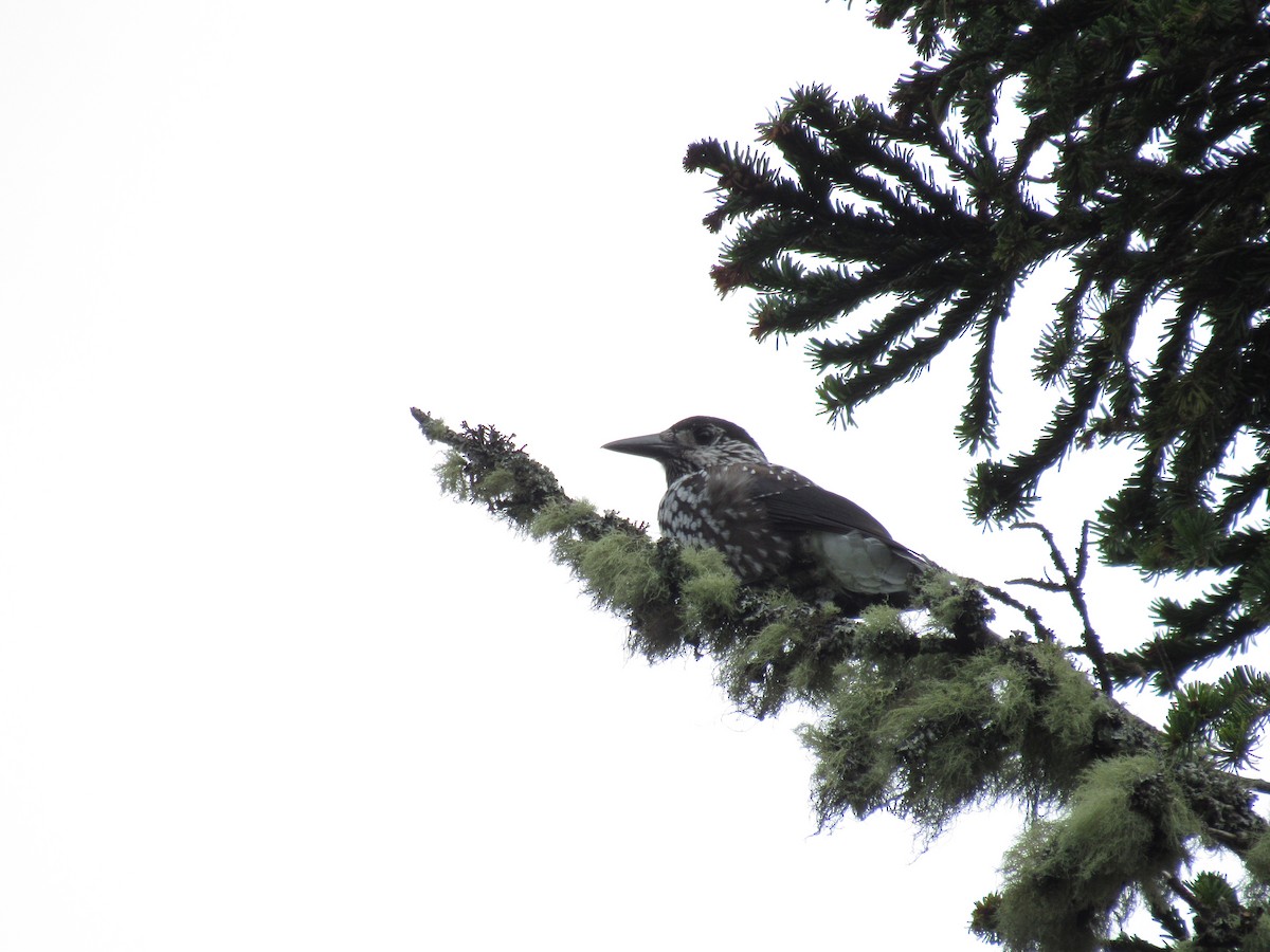 Northern Nutcracker - ML640472614