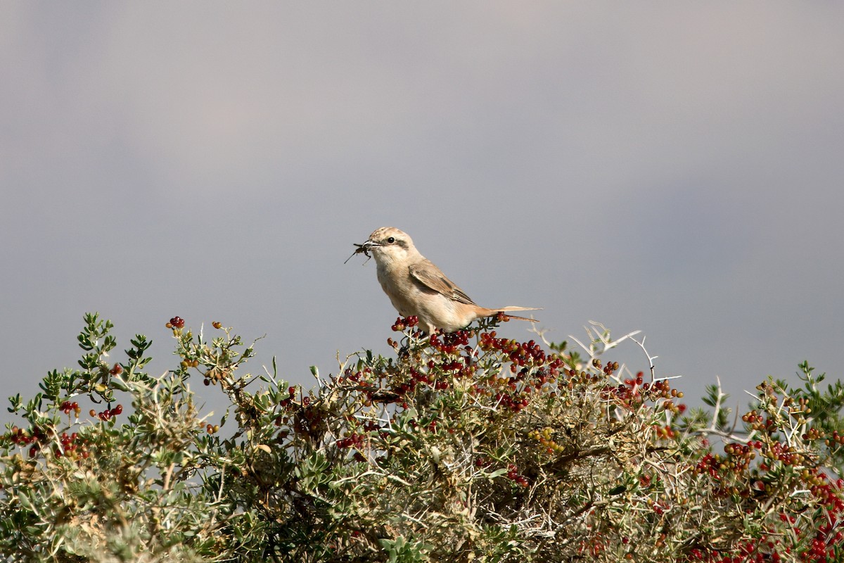 Pie-grièche isabelle (arenarius/tsaidamensis) - ML640472627