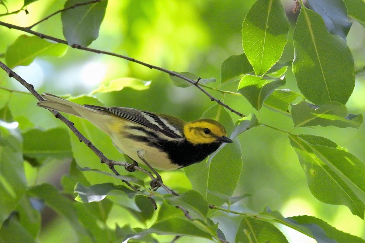 Black-throated Green Warbler - ML640472631