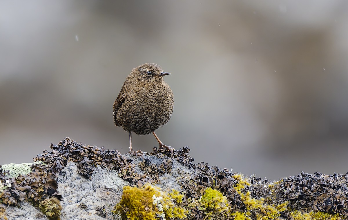 Eurasian Wren - ML640472697